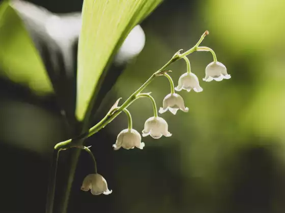 Reiki Meditation Journey: The Magic of Flowers